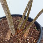 Albízia ružová (Albizia Julibrissin) - výška 250-270 cm, kont. C180L - VIACKMENNÁ